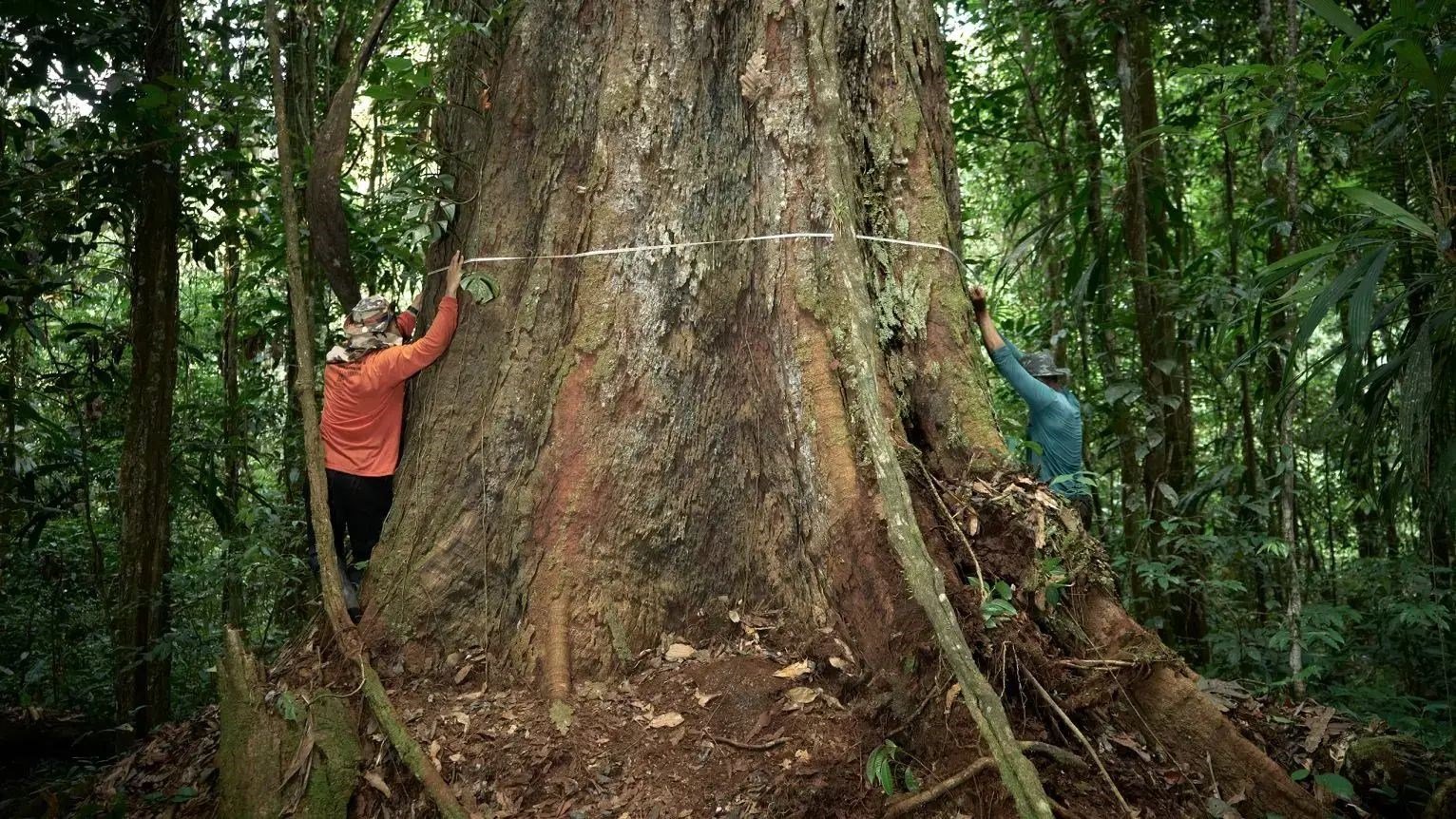 Amazon Yağmur Ormanlarında CO2 Gübre Etkisi ve Bozulmanın Sınırında Umut Işığı