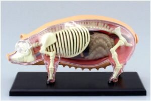Ksenotransplantasyon Tarihinde Yeni Bir Deneme: Genetik olarak Tasarlanmış Domuz Akciğeriyle İnsan Nakli
