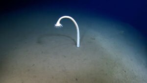 Aksiyon Dolu Hadal Derinlikleri: Ateş Çemberi Gezisiyle Derin Deniz Biyoçeşitliliğinin İlk Yerinde İncelenmesi