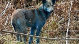 Çernobilin Mavi Köpekleri: Tuzlu Suçu Bozan Gölgeyi Aydınlatan Gizli Kaynaklar