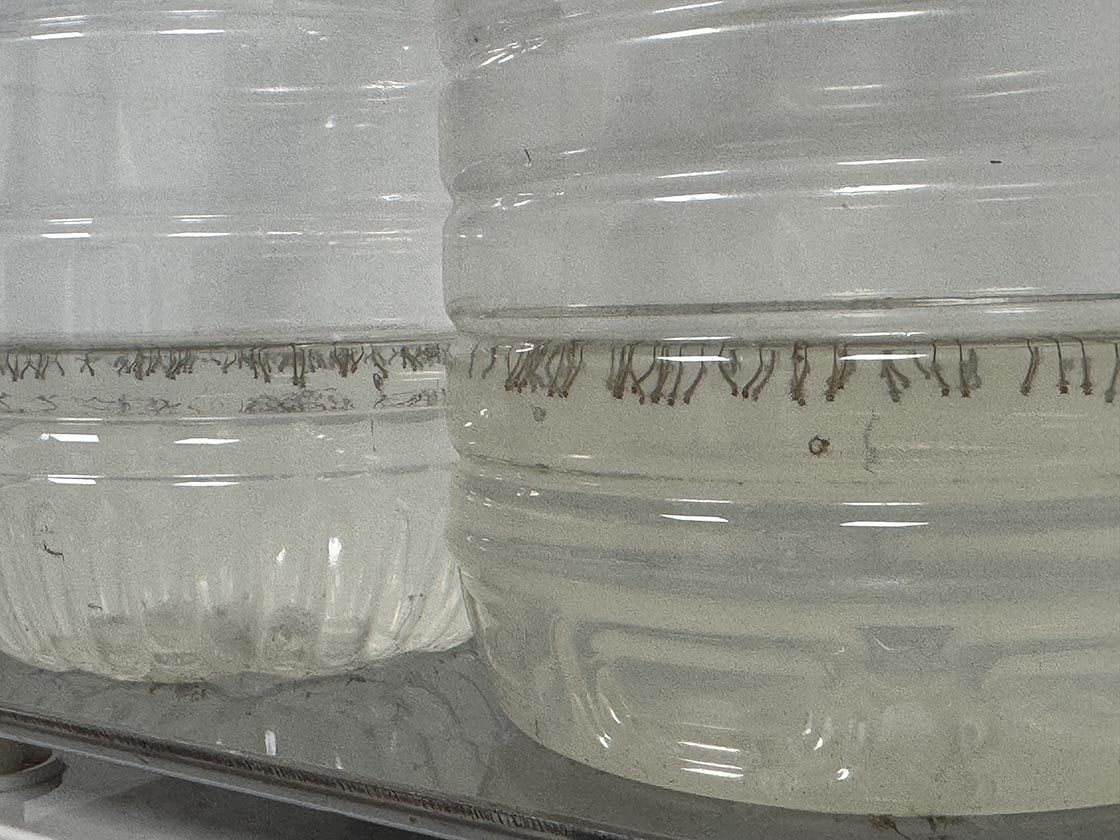 Gelişmiş Ses Dalgasıyla Sivrisineklerle Yenilikçi Mücadele: Prototipten Seri Üretime