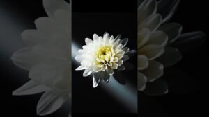 Aydınlığınla Anıyoruz: 10 Kasım’da Atatürk’e Saygı ve Geleceğe Umut