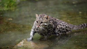 Balıkçı Kedisi: Suda ve Ağaçlarda Usta Avcıya Dair Yeni Bulgular