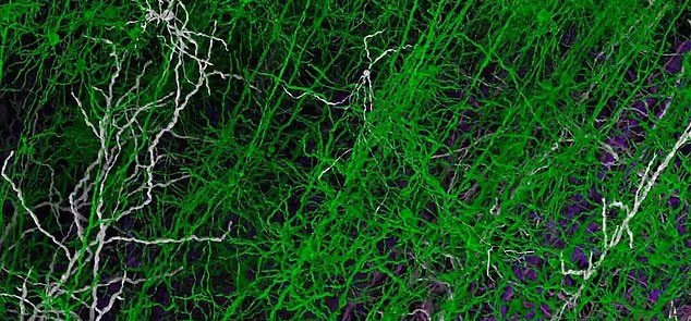 Geleceğin Zihin Modeli: Fare Korteksinin Dijital Kopyası ve Fugaku'nun Gücü