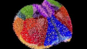 Geleceğin Zihin Modeli: Fare Korteksinin Dijital Kopyası ve Fugaku’nun Gücü