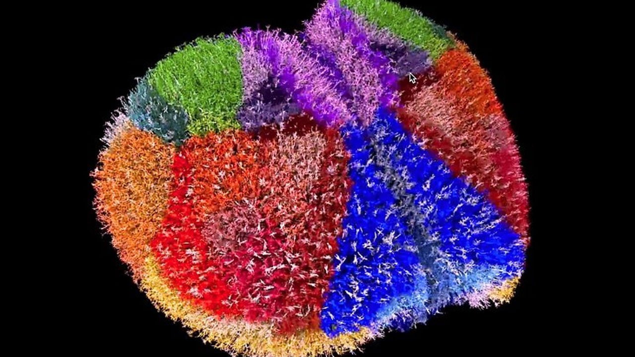 Geleceğin Zihin Modeli: Fare Korteksinin Dijital Kopyası ve Fugaku’nun Gücü