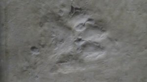 Gergedan Pompeii: Nebraska’da Külün İçinden Yırtıcıların Hayatta Kalma Sırları