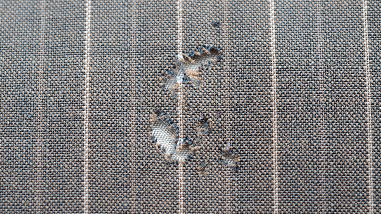 Giyim Güvelerine Karşı Etkili ve Pratik Korunma Yöntemleri