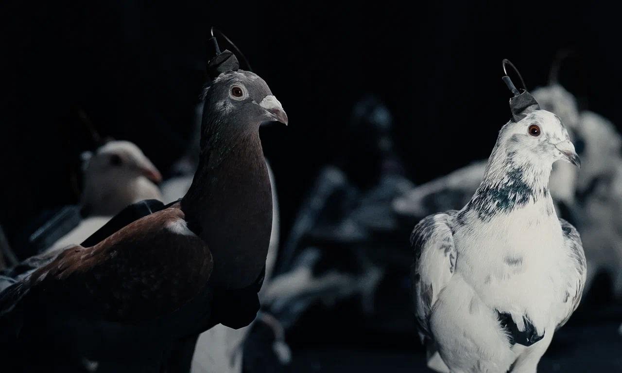 Güvercin Casusluğu: Neiry’nin Nöroarayüzli Gözetim Planı