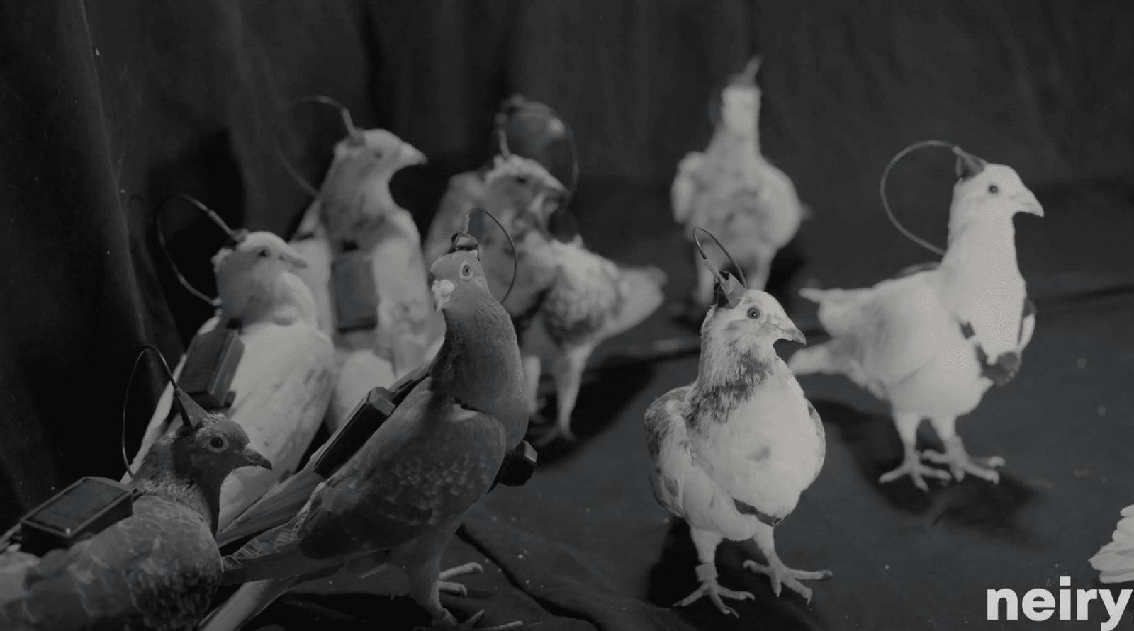 Güvercin Casusluğu: Neiry’nin Nöroarayüzli Gözetim Planı