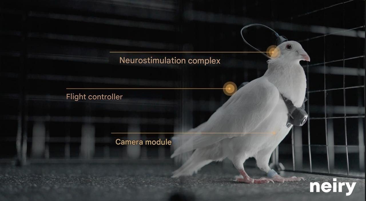 Güvercin Casusluğu: Neiry’nin Nöroarayüzli Gözetim Planı