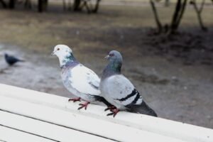 Güvercin Casusluğu: Neiry’nin Nöroarayüzli Gözetim Planı