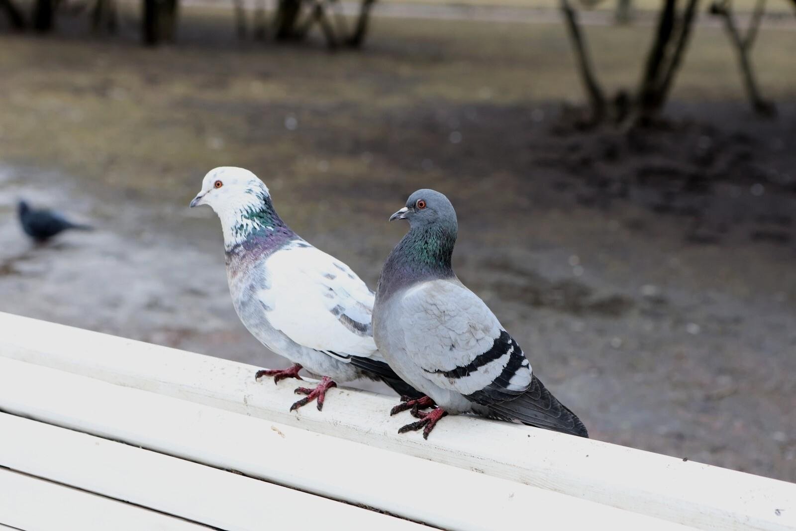 Güvercin Casusluğu: Neiry’nin Nöroarayüzli Gözetim Planı