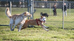 Klonlama Tartışması: Brady’nin Köpeği ve Epigenetik Faktörlerin Rolü Üzerine Güncel Bir Bakış