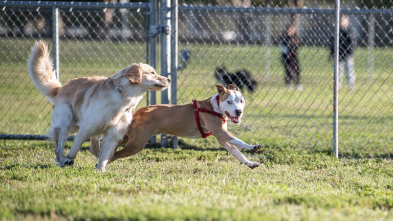 Klonlama Tartışması: Brady’nin Köpeği ve Epigenetik Faktörlerin Rolü Üzerine Güncel Bir Bakış