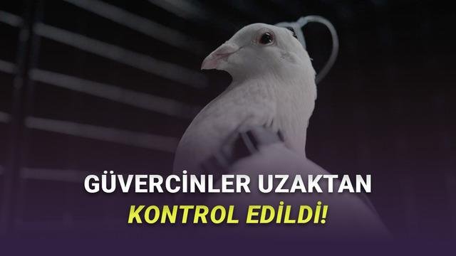 Güvercinleri Kontrol Eden Biodrone Projesi: Neiry’nin Beyin-İletişim Deneyleri