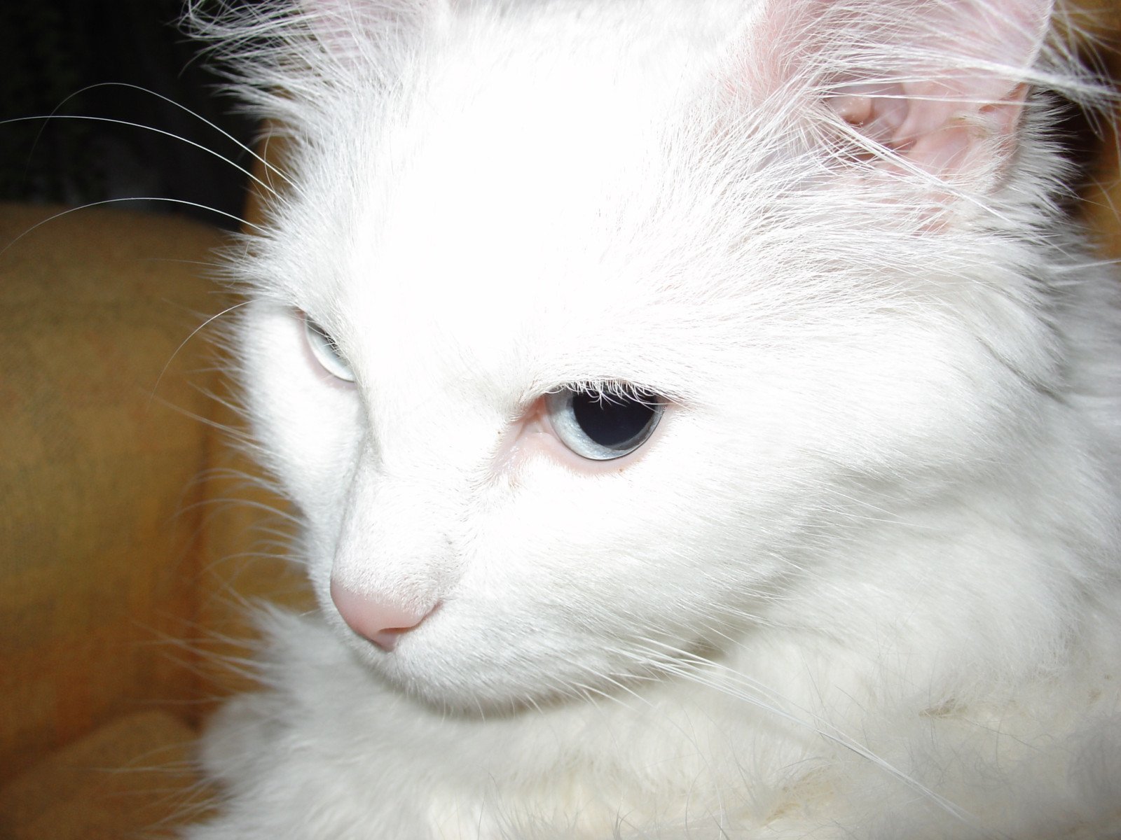 Kedi-İnsan İletişiminde Cinsiyetin Rolü Üzerine Yeni Bulgular: Ses Duyarlılığı ve Yüz İfadeleri