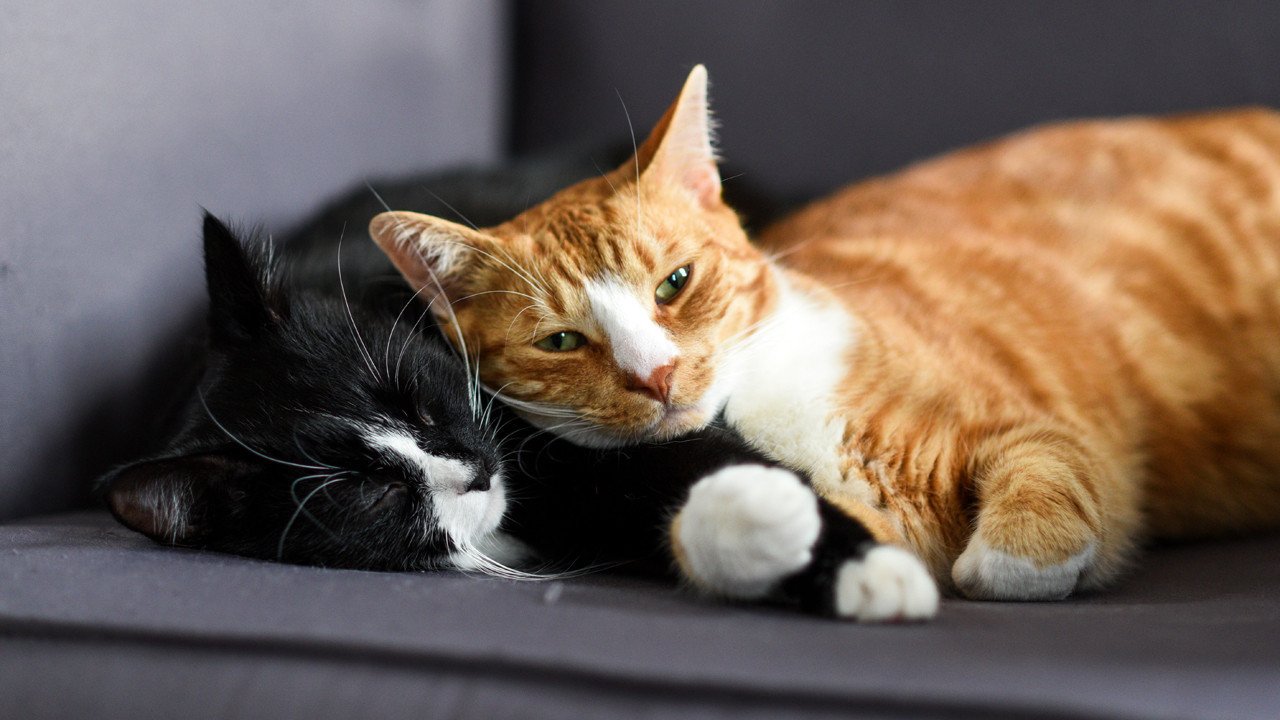 Kedi-İnsan İletişiminde Cinsiyetin Rolü Üzerine Yeni Bulgular: Ses Duyarlılığı ve Yüz İfadeleri