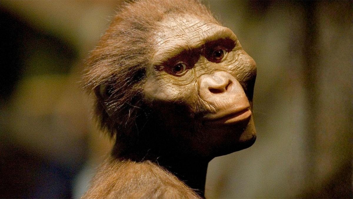 Lucy’nin Komşusu: Australopithecus deyiremeda’nın Aynı Dönemdeki Gizemi