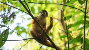 İnsan Ayaklarının Gizemi: Dik Yürüyüş ve Parmak Kontrolü Üzerine Derinlemesine Bir Göz Atış