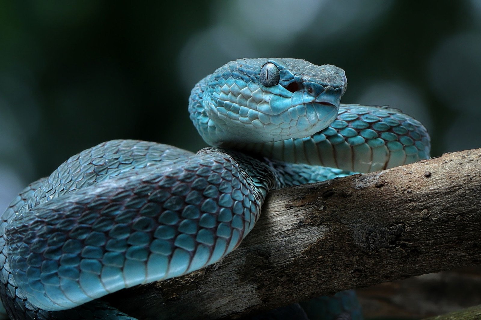 Zootopia 2’nin Popülerliği ve Gerçek Tehlikeler: Mavi Yılan Trimeresurus insularis Üzerine Bir Uyanış