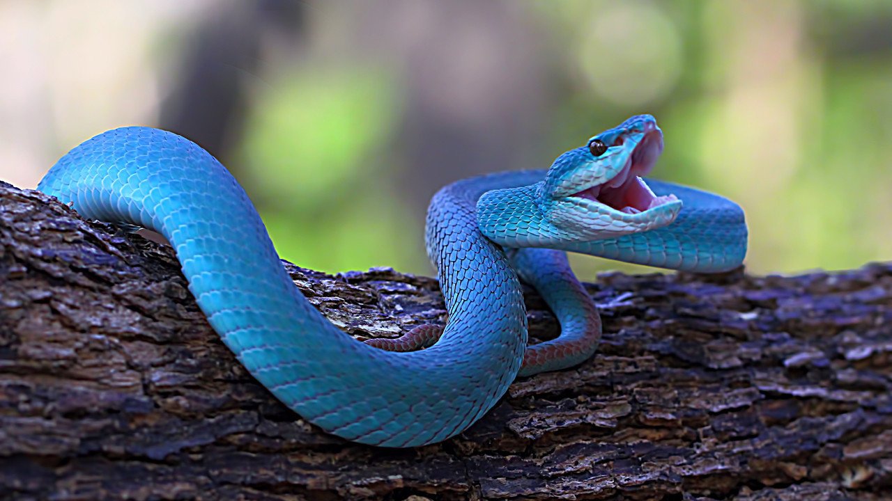 Zootopia 2’nin Popülerliği ve Gerçek Tehlikeler: Mavi Yılan Trimeresurus insularis Üzerine Bir Uyanış