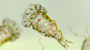 Beyin Yiyen Amip Naegleria fowleri: Tehdit, Yayılım ve Önleme Yolları