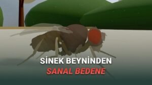 Beyin Simülasyonu ile Bedensel Davranış: Tam Entegrasyonun Sınırları
