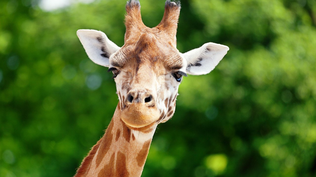 Zürafa Desenlerinin Doğadaki Gizli İşlevleri: Kamuflajdan Sosyal Bağlara