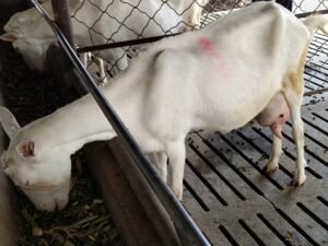 Çinli Bilim İnsanları: Yüksek Verimli Süt Keçisi Klonlamasında Yeni Dönem