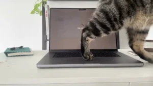 Kedilerin Klavye Macerasına Pratik Çözüm: Cats Lock