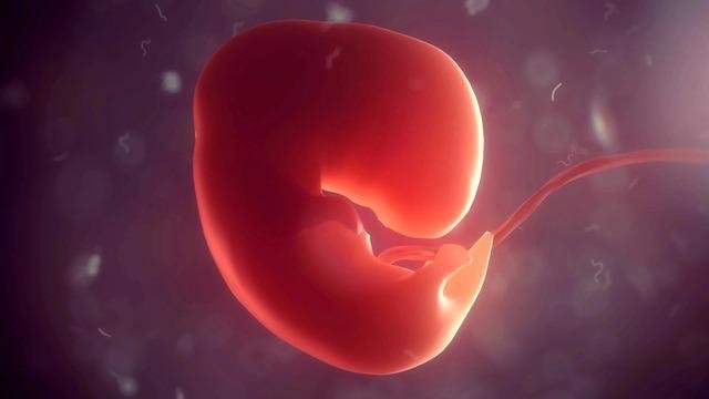 Çinli Bilim İnsanlarıyla Yapay İnsan Embriyosu Modelinin Gelişimi ve Potansiyeli